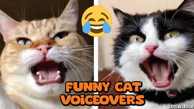 Funny Cat Voiceovers Part 1