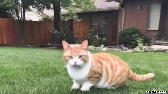 Toby The Cat Gets Lost In His Backyard