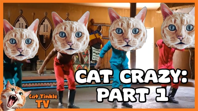 Cat Crazy: Part 1